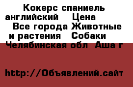 Кокерс спаниель английский  › Цена ­ 4 500 - Все города Животные и растения » Собаки   . Челябинская обл.,Аша г.